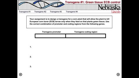 Transgene Design | MediaHub | University of Nebraska-Lincoln