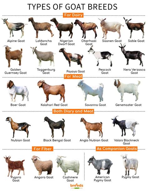 Goat breeds facts types and pictures – Artofit