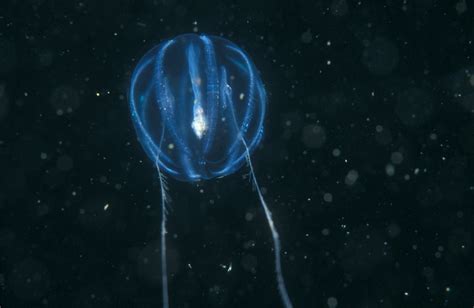 Pleurobrachia pileus, Sea Gooseberry