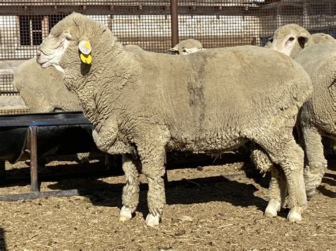 Production Corner - Columbia Sheep Breeders Association