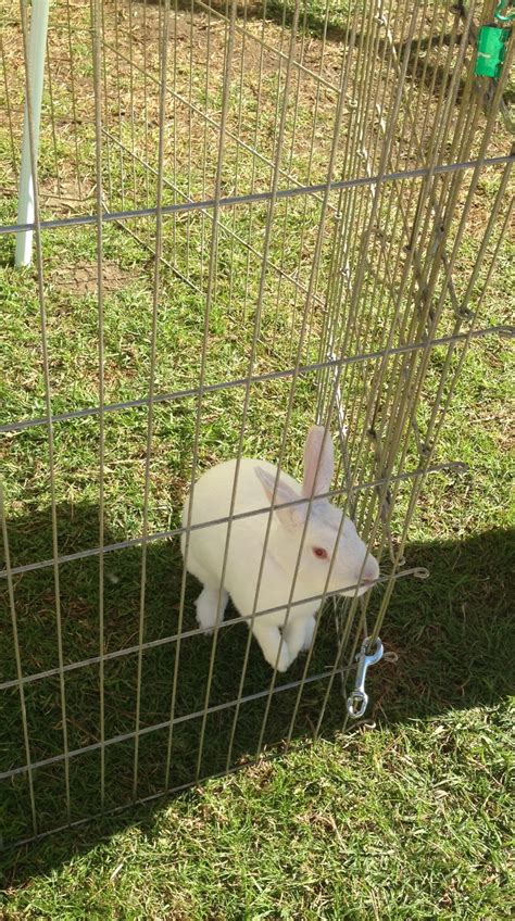 Bunnitude R Us — Shelter bunnies at the Camarillo Animal Shelter....