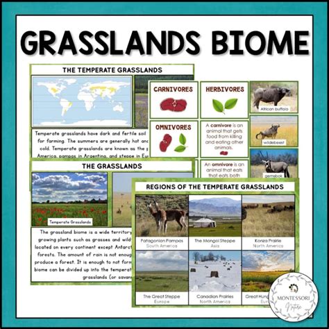 The Grassland Animals Plants Facts Biome Pack - Montessori Nature Printables