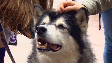 UW mascot Dubs to 'pass the collar' during final Husky game before ...