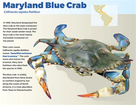 Maryland Blue Crab on Behance