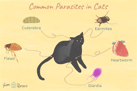 Parasites On Cats Fur - Cat Meme Stock Pictures and Photos