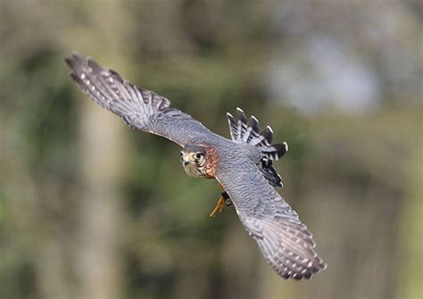 Merlin | Bird Identification Guide | Bird Spot