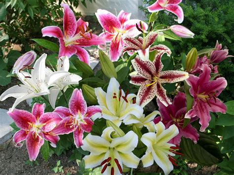 How to Grow and Care for Oriental Lilies - World of Flowering Plants