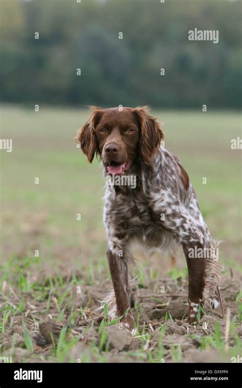 Dog Brittany Spaniel / Epagneul breton adult (liver roan) standing ...