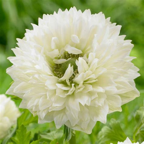 Anemones for Sale - Shop Coronaria Bulbs - Longfield Gardens