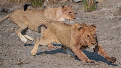 What do Lions Eat? Discover The Lion Diet (with Photos) - WildlifeTrip