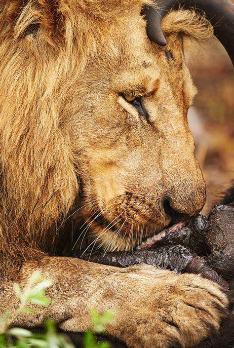 Reaping the Rewards of a Successful Hunt. a Lion Eating His Prey the ...