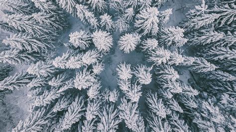 🔥 Free download Wallpaper ID winter forest aerial view spruce snow 4k [3840x2160] for your ...
