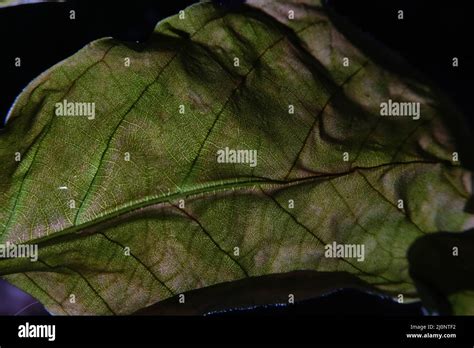 closeup photo of plant leaf veins Stock Photo - Alamy