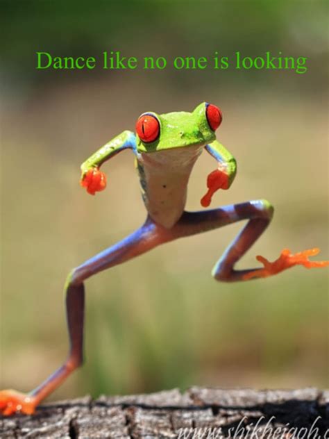 Dance like no one is watching | Funny frogs, Funny animal quotes, Funny animals