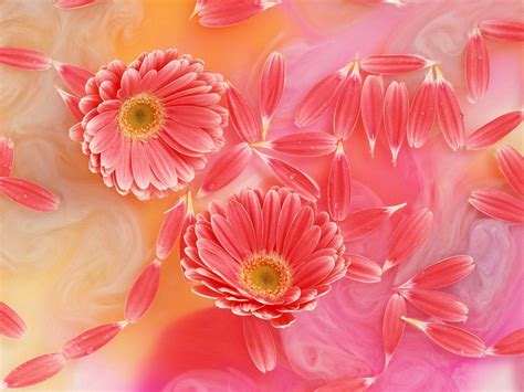 Pink Daisy Wallpapers - Wallpaper Cave