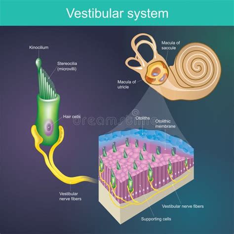 Vestibular System Stock Illustrations – 286 Vestibular System Stock Illustrations, Vectors ...