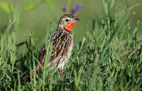 Birding Maputo NP – Birds of Maputo National Park