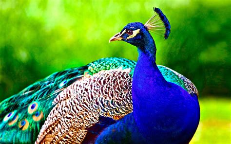 Peacock HD Wallpapers - Top Free Peacock HD Backgrounds - WallpaperAccess