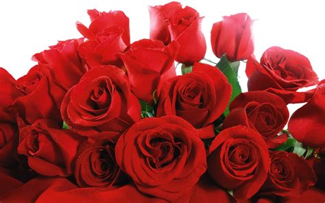 Lovely Red Roses Wallpapers | HD Wallpapers | ID #5755