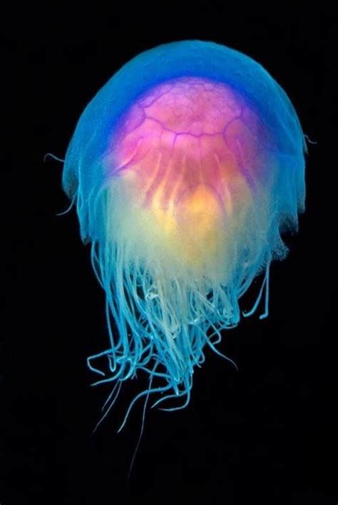 315 best Jellyfish /Octopus/ Sea Creatures images on Pinterest | Octopus, Octopuses and Jellyfish