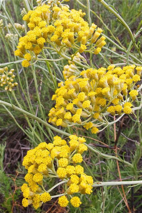 Helichrysum-italicum_4 - a photo on Flickriver