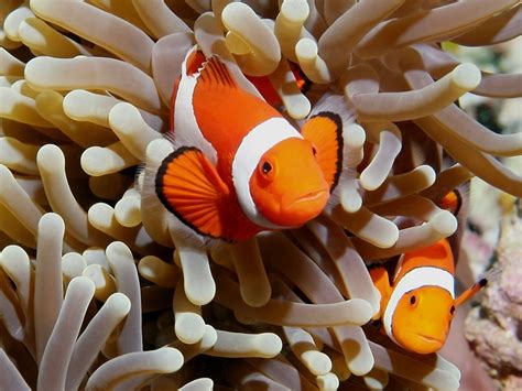 Clownfish are apparently Liberals