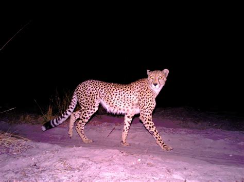 Conserving Angola’s Wildlife: A Woman’s Perspective | Panthera