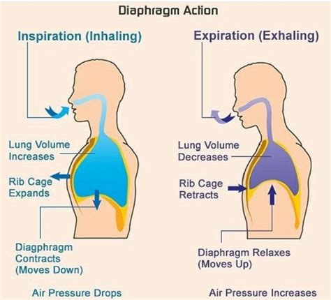 Pin by shivani thakur on medicine | Respiratory therapy student, Emt study, Medical anatomy