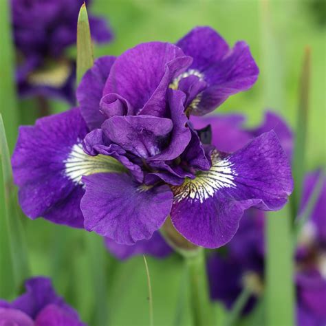 Siberian Iris Bulbs for Sale – Easy To Grow Bulbs