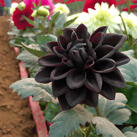 Black Dahlia Flower Graphic · Creative Fabrica