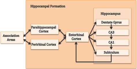 Brain Sciences | Free Full-Text | The Interplay of Hippocampus and Ventromedial Prefrontal ...