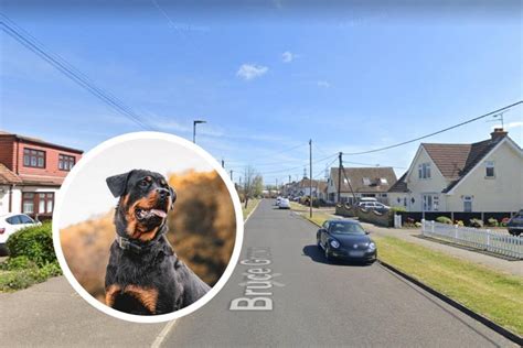 Wickford police probe after Rottweiler bites man : r/Dogfree