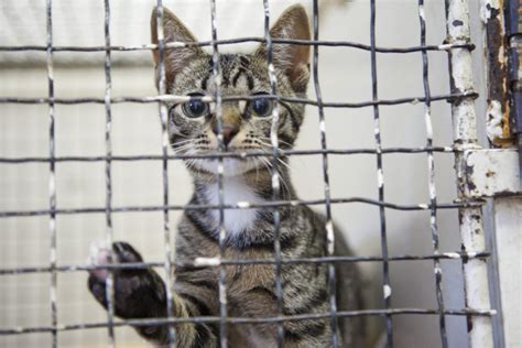 Cats in Shelters: Breaking the Vicious Circle | HuffPost