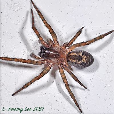 Amaurobius similis, Lace Web Spider