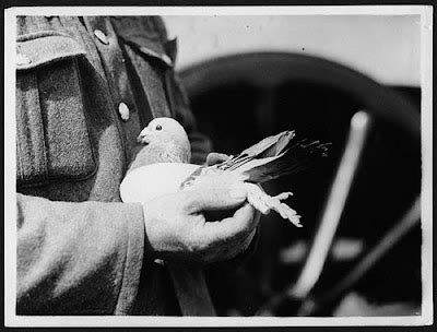Dendroica: Carrier Pigeons
