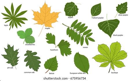 190,468 Leaves & Names Images, Stock Photos & Vectors | Shutterstock