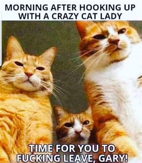 Funny Cat Memes For Adults | Images and Photos finder