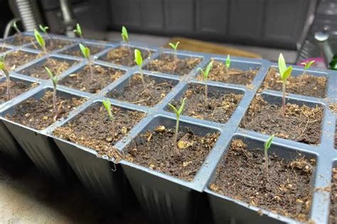 Tomato Seedlings: Do They Need Heat After Germination? – Backyard Garden Geek