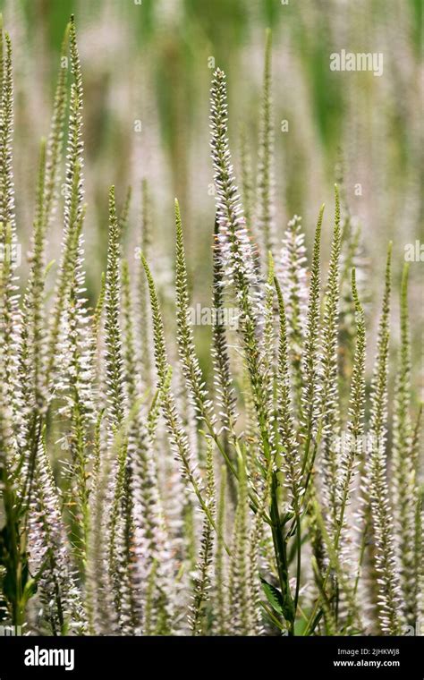 Veronicastrum virginicum "Pink Glow Stock Photo - Alamy