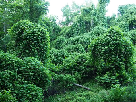 Maryland Biodiversity Project - Kudzu (Pueraria montana var. lobata)