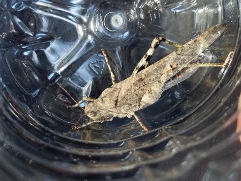 entomology - Camouflage grasshopper identification - Biology Stack Exchange