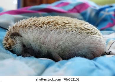 African Pygmy Hedgehog Stock Photo 786832102 | Shutterstock