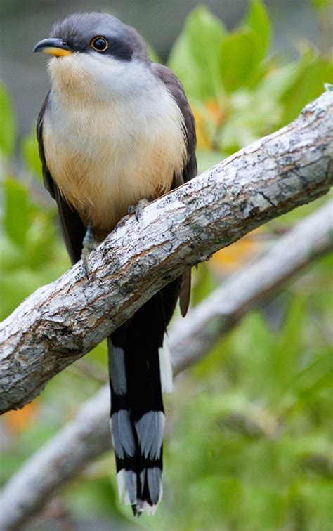 Mangrove Cuckoo | Audubon Field Guide