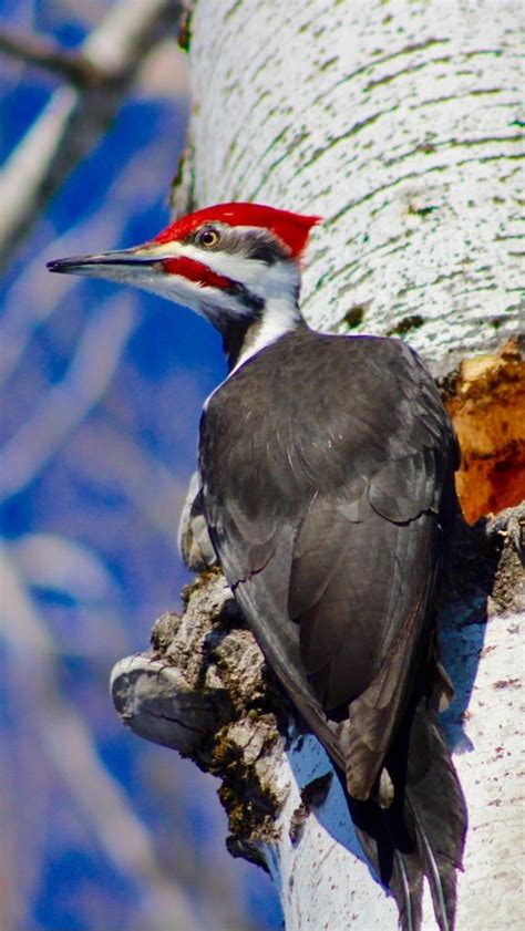 Pileated Woodpeckers Nesting - FeederWatch