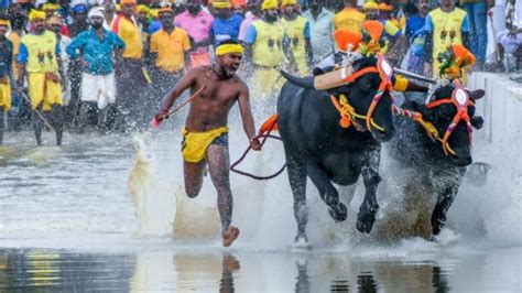 Fast and furious: Inside Bengaluru’s maiden Kambala race | India News ...