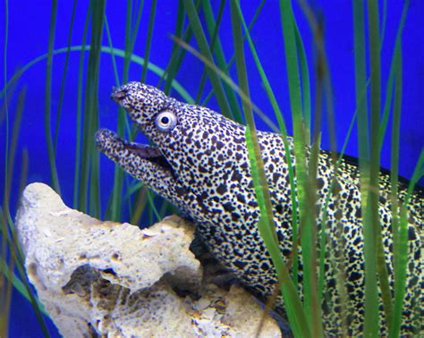 Spotted Moray Eel Photograph by Mitch Spence