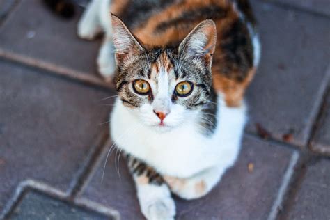 Brown Tabby Cat · Free Stock Photo