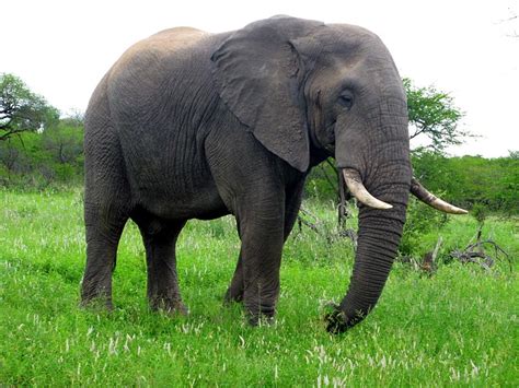 Belalai Gajah Lebih Dari Sekadar Hidung – Yayasan Al Fachriyah