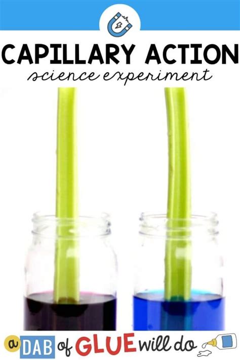 Capillary Action Experiment