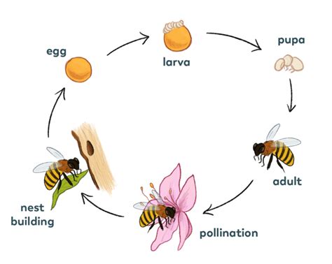 Life Cycle – Pollinator Quest
